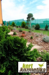 Kagylós hamisciprus - Chamaecyparis obtusa Nana Gracilis (49)